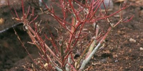Kako presaditi hortenziju u proljeće na drugo mjesto